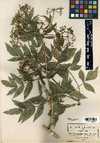 Coulterophytum laxum image