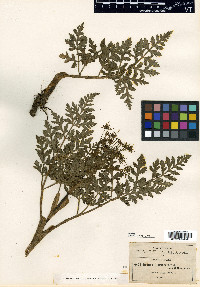 Deanea longibracteata image