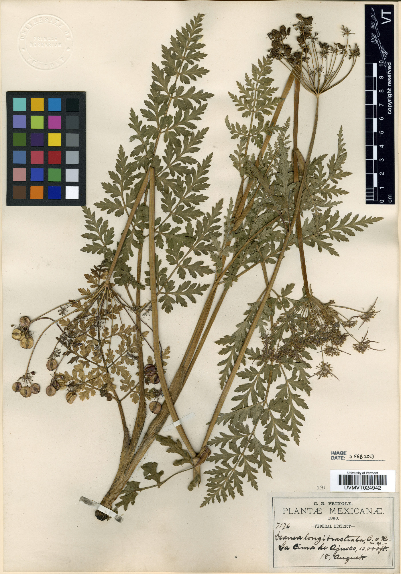 Deanea longibracteata image