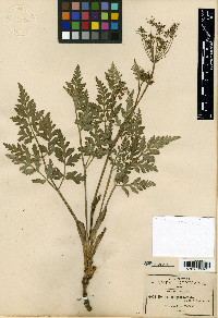 Deanea longibracteata image