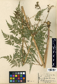 Media resource of Deanea longipes