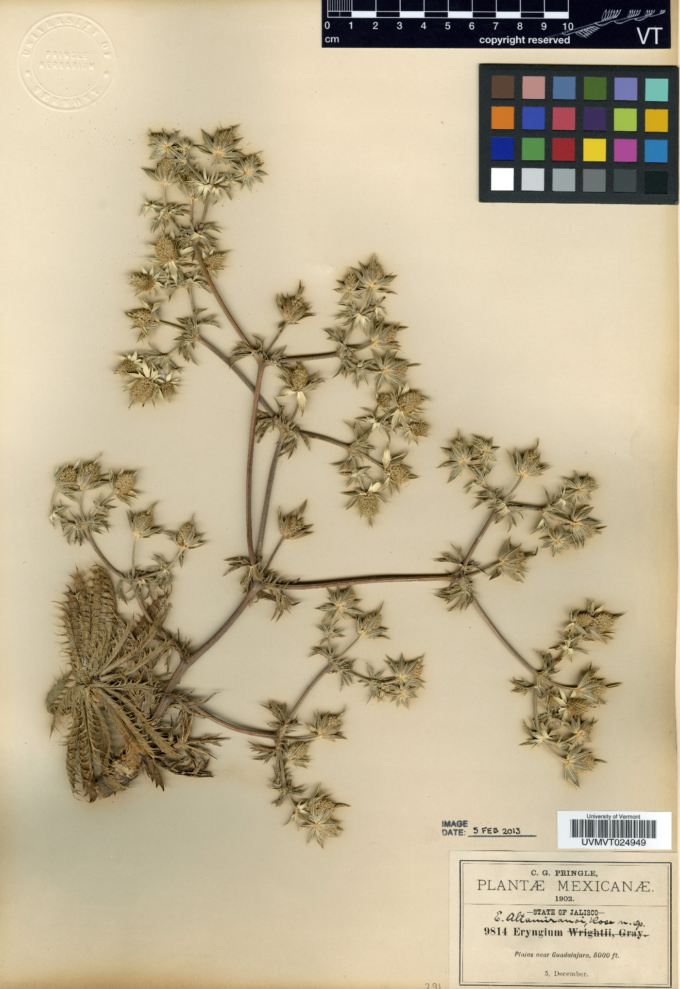 Eryngium altamiranoi image