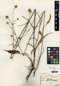 Eryngium galeottii image