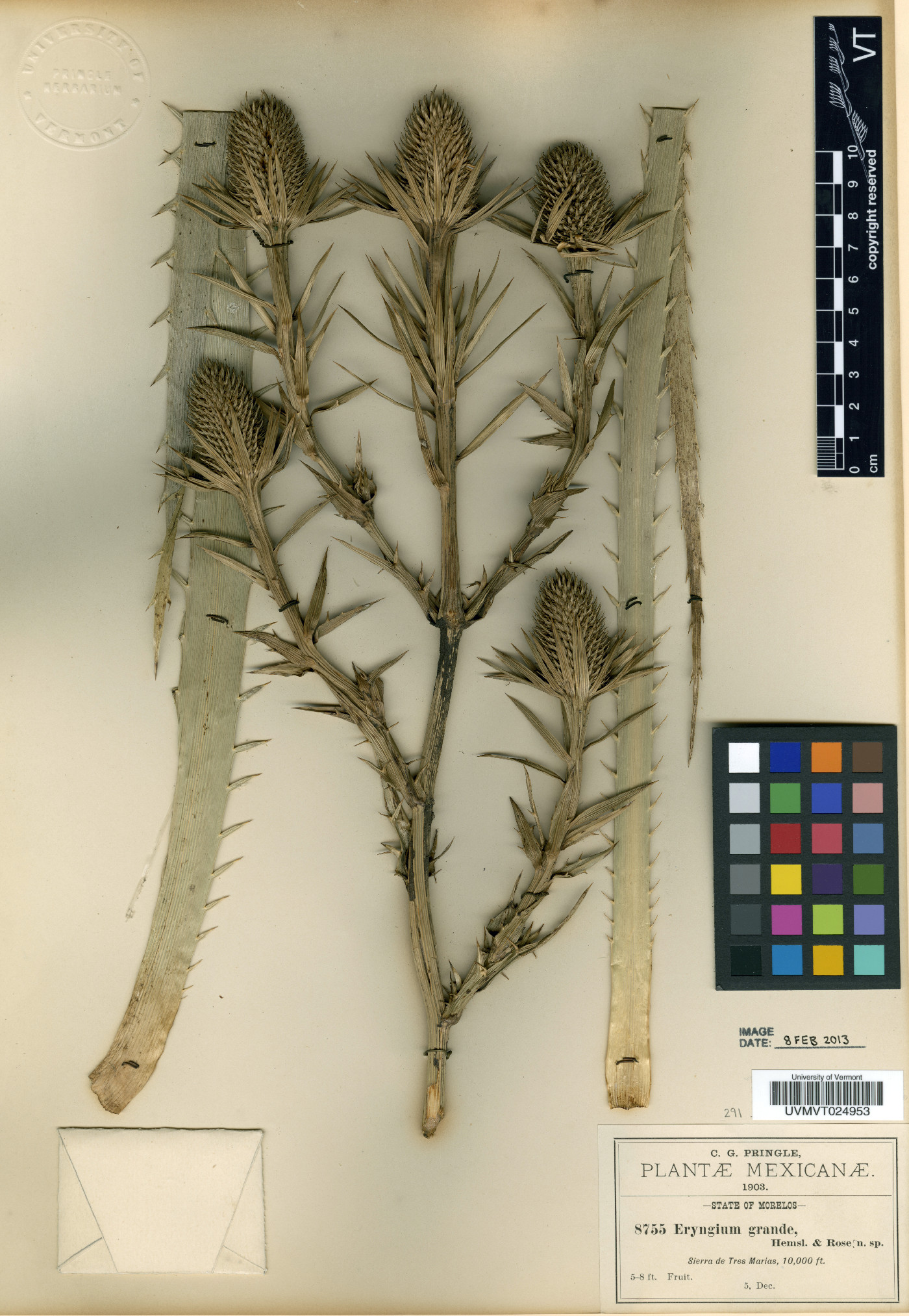 Eryngium monocephalum image