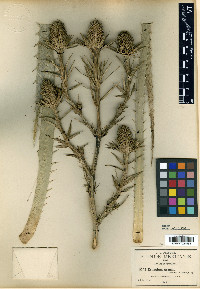 Eryngium monocephalum image