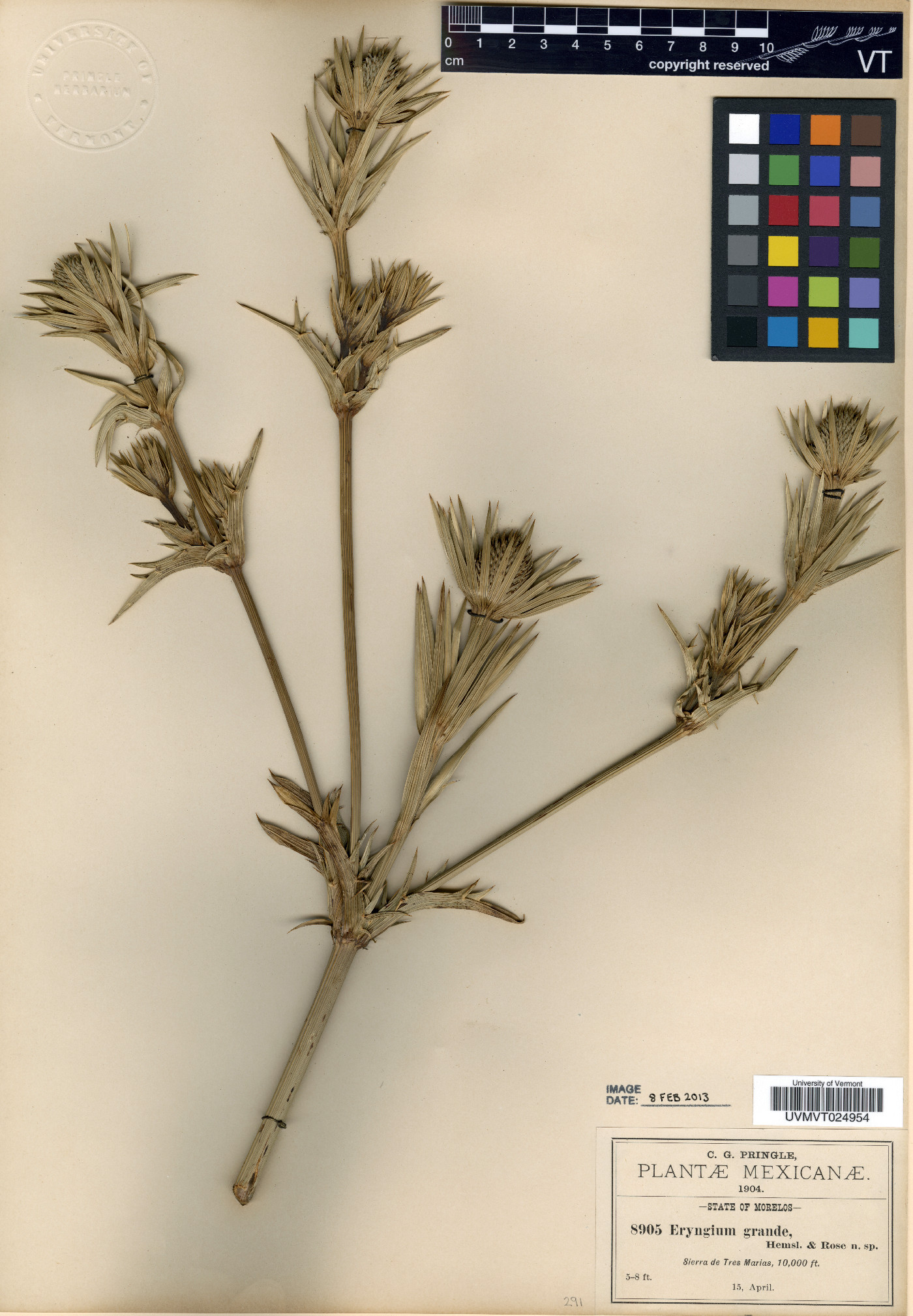 Eryngium monocephalum image