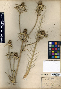 Eryngium longispinum image