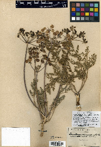 Lomatium dasycarpum image