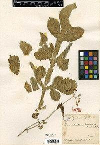 Prionosciadium diversifolium image