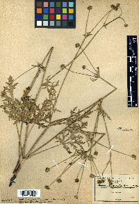 Sanicula arguta image