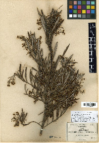 Ornithostaphylos oppositifolia image