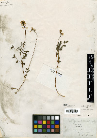 Astragalus robbinsii image