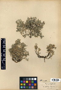 Astragalus tegetarioides image