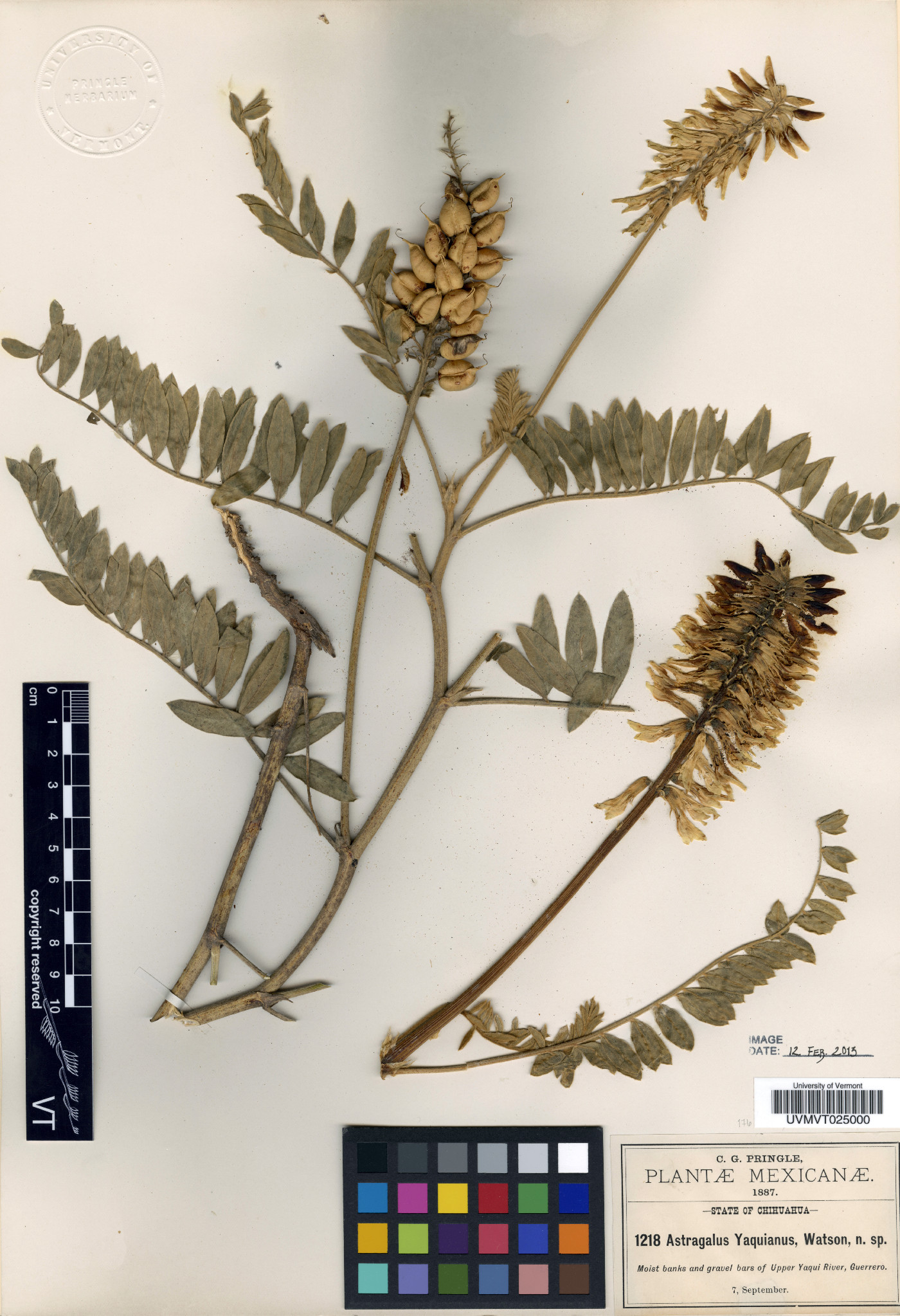 Astragalus yaquianus image