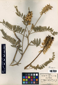 Astragalus yaquianus image