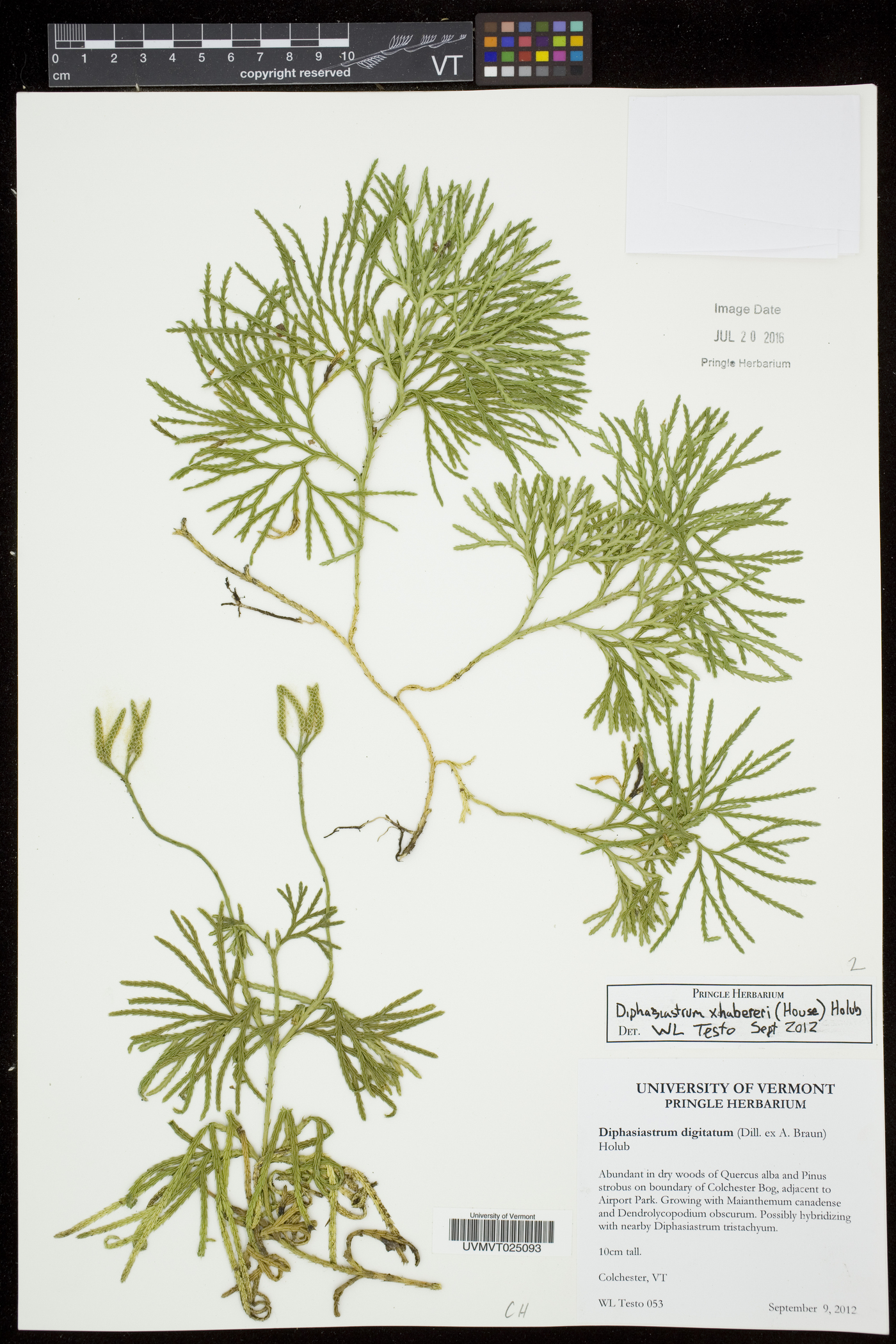Diphasiastrum habereri image