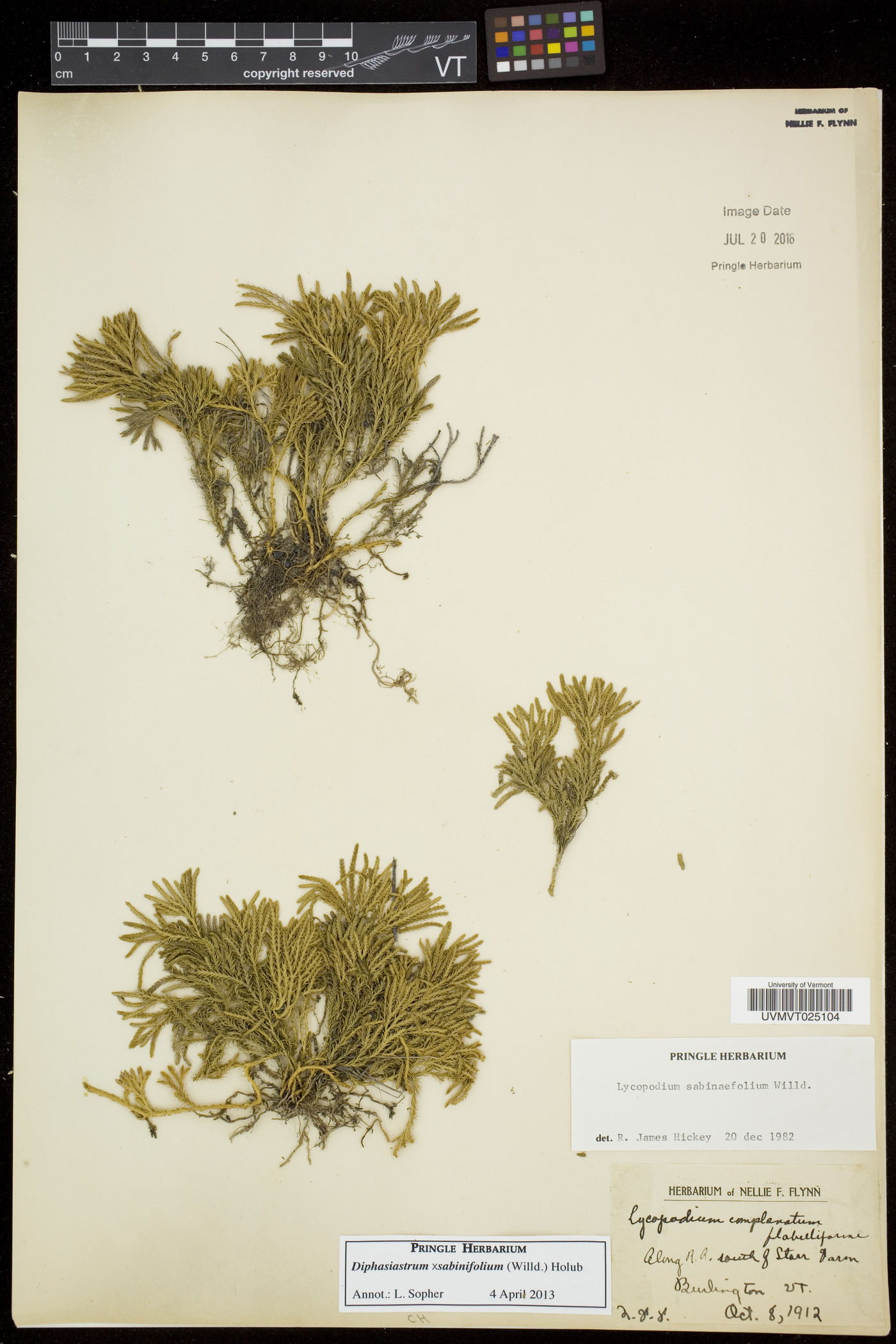 Diphasiastrum sabinifolium image