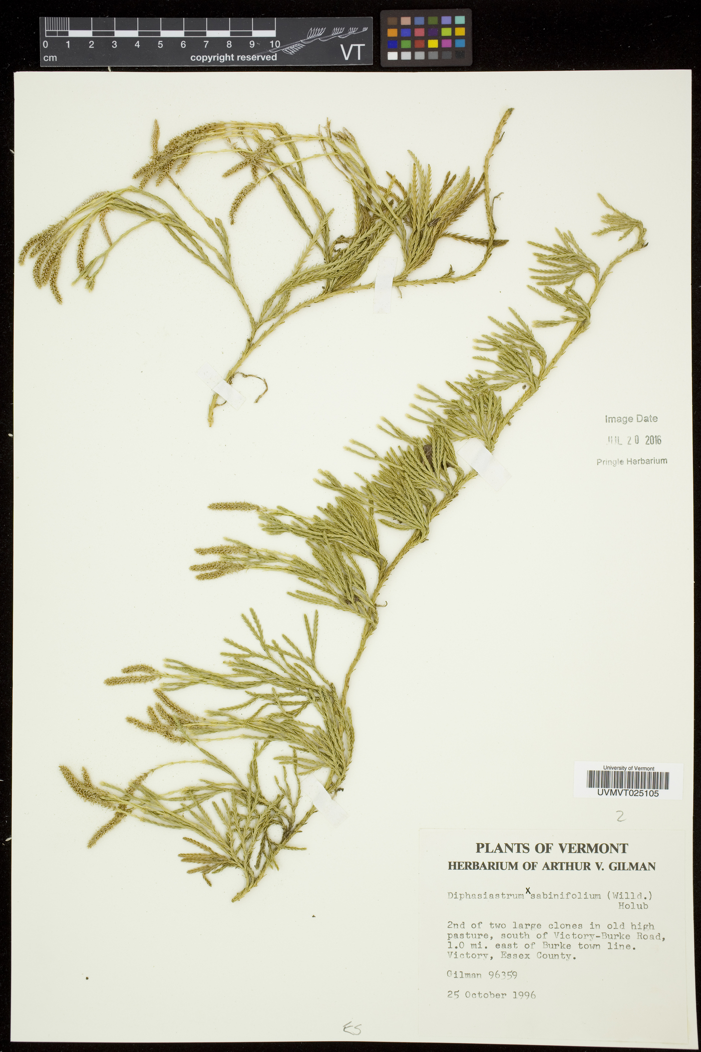 Diphasiastrum sabinifolium image