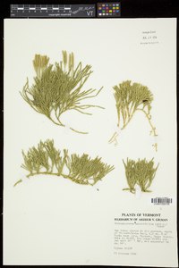 Diphasiastrum sabinifolium image