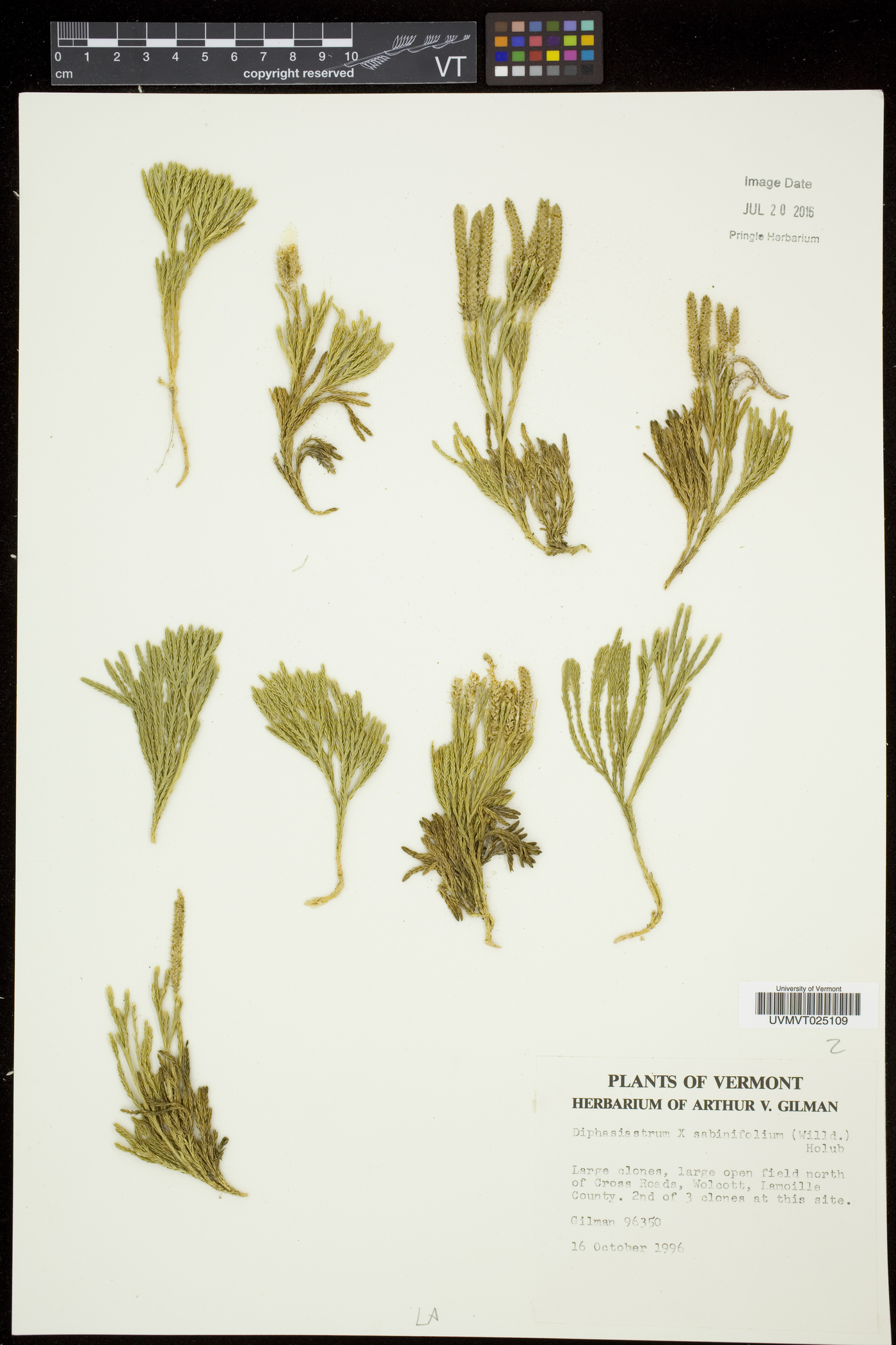 Diphasiastrum sabinifolium image