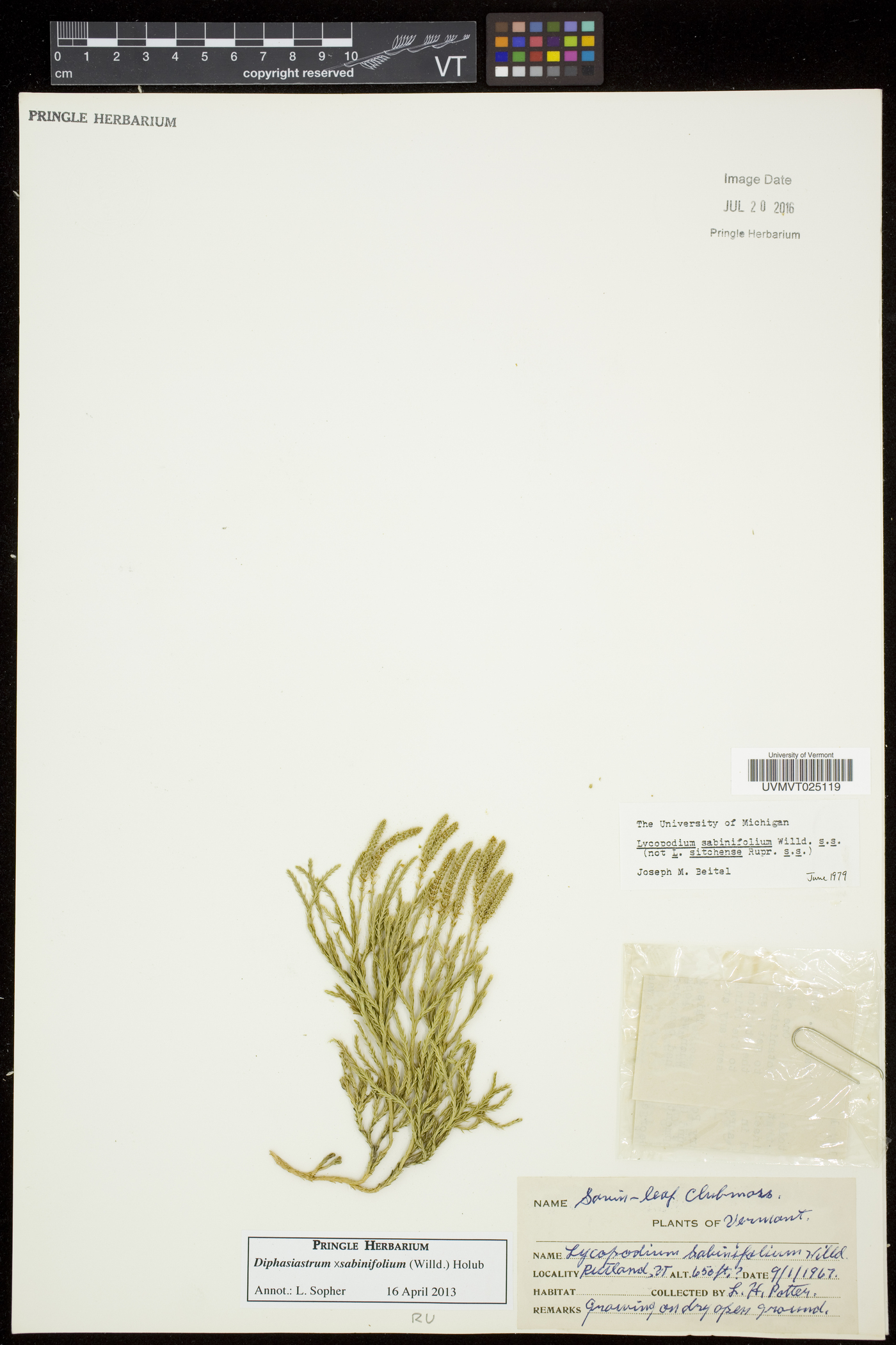 Diphasiastrum sabinifolium image