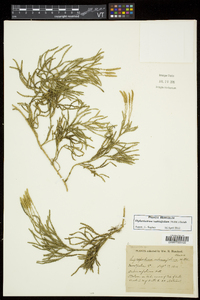 Diphasiastrum sabinifolium image