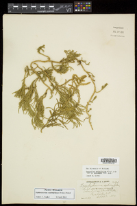 Diphasiastrum sabinifolium image