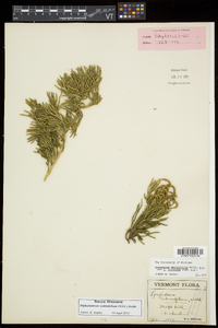 Diphasiastrum sabinifolium image