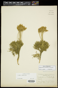 Diphasiastrum tristachyum image