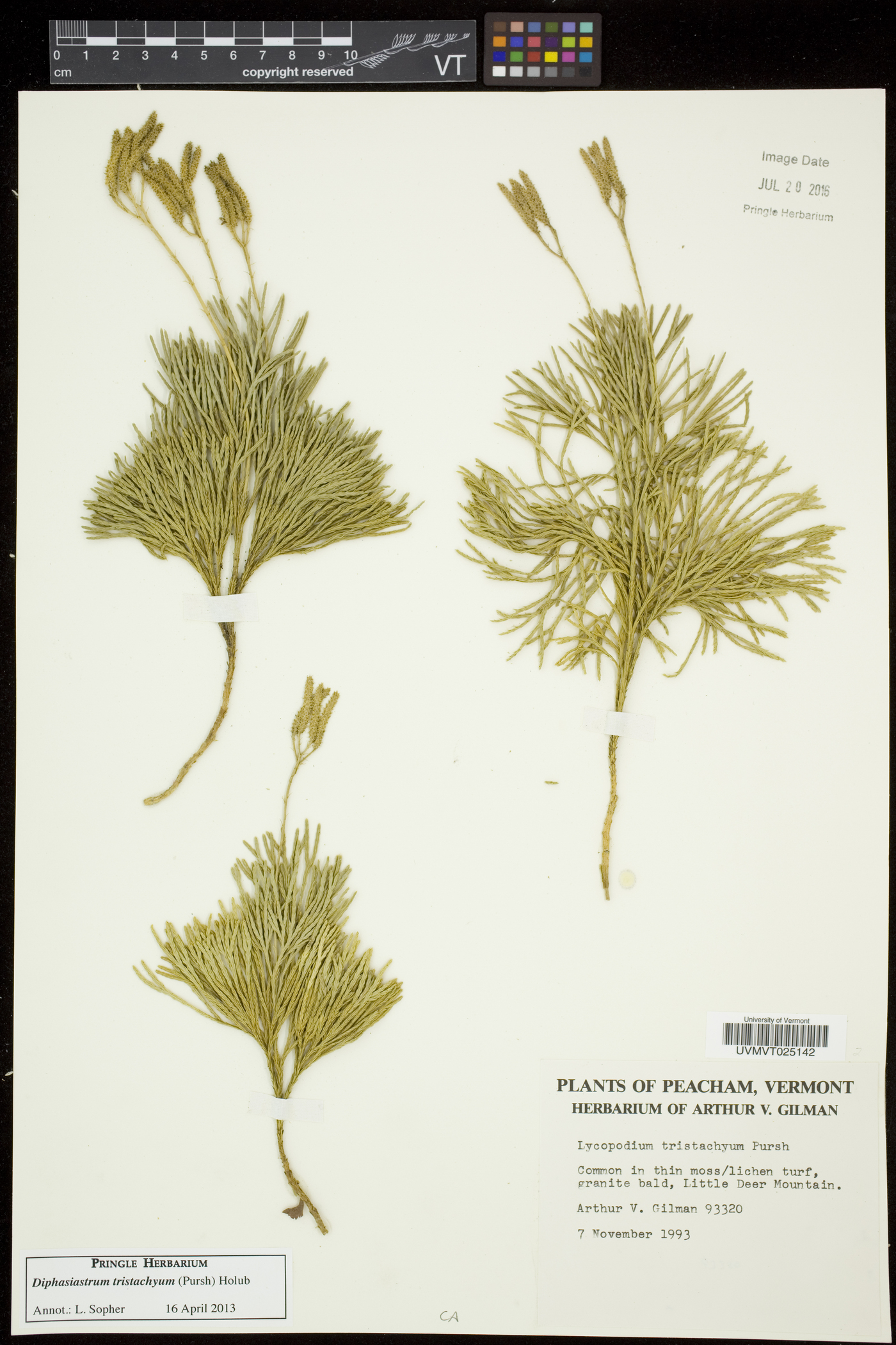 Diphasiastrum tristachyum image