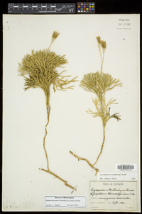 Diphasiastrum tristachyum image