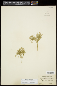 Diphasiastrum tristachyum image