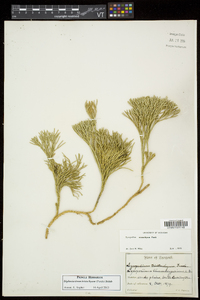 Diphasiastrum tristachyum image