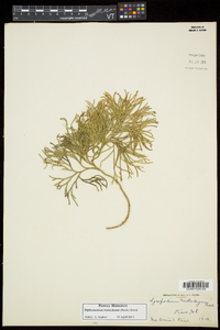 Diphasiastrum tristachyum image