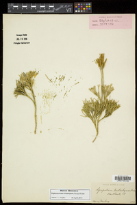 Diphasiastrum tristachyum image