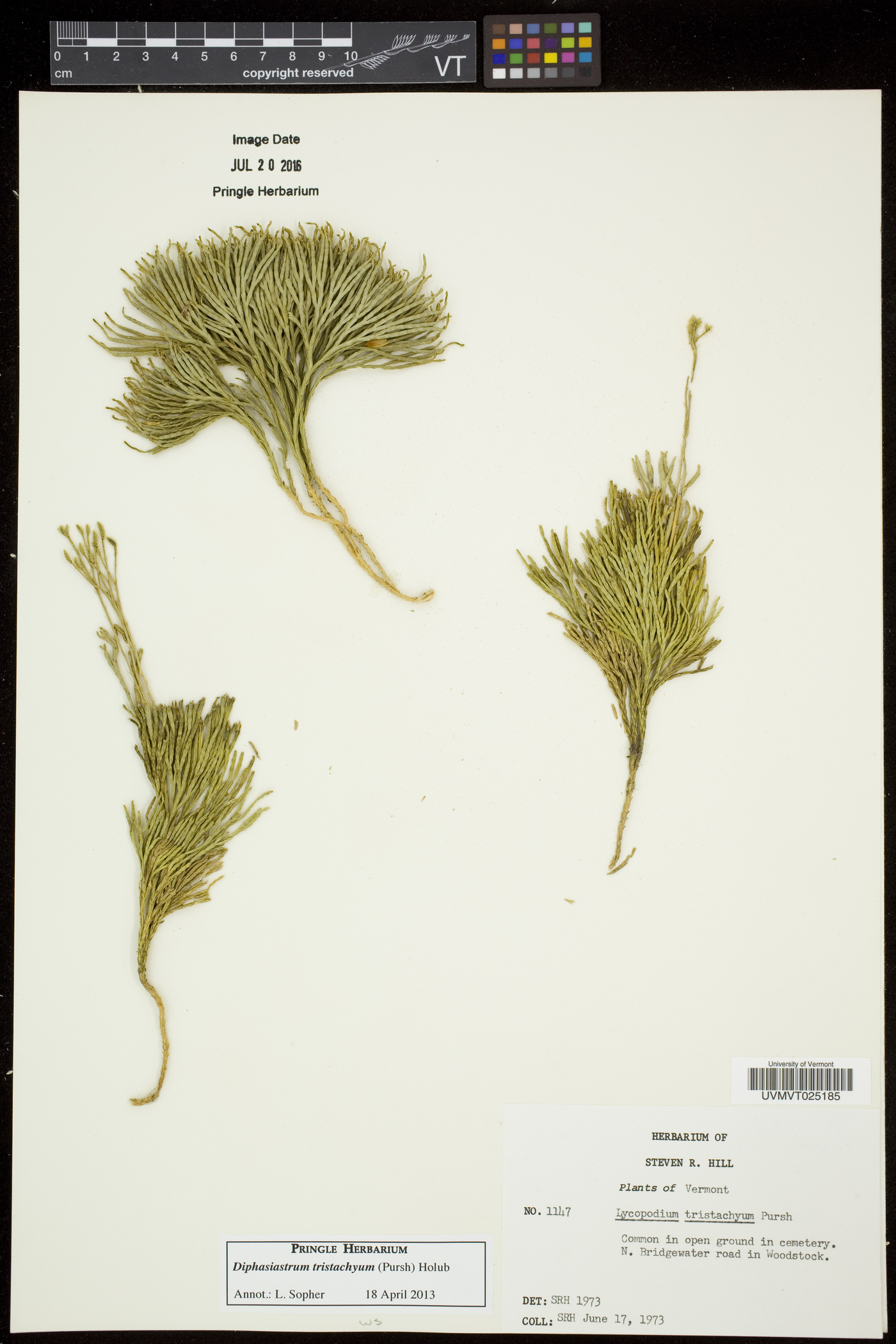 Diphasiastrum tristachyum image