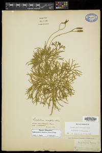 Diphasiastrum habereri image