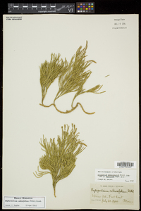 Diphasiastrum sabinifolium image