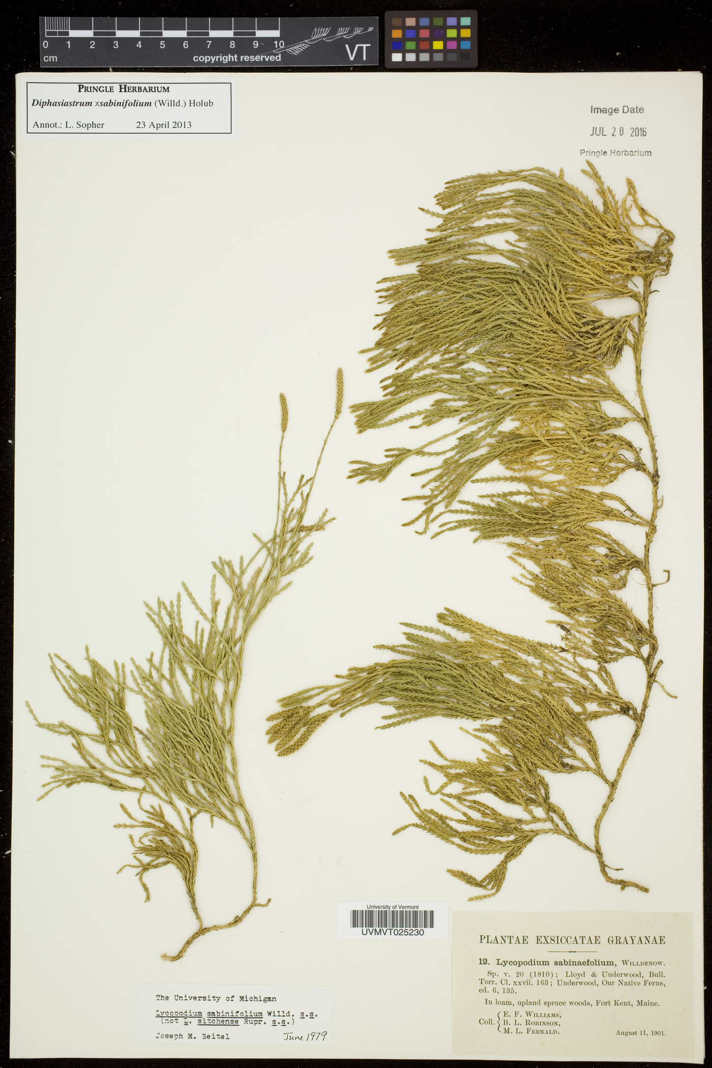 Diphasiastrum sabinifolium image