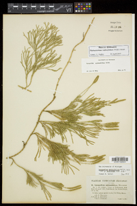 Diphasiastrum sabinifolium image