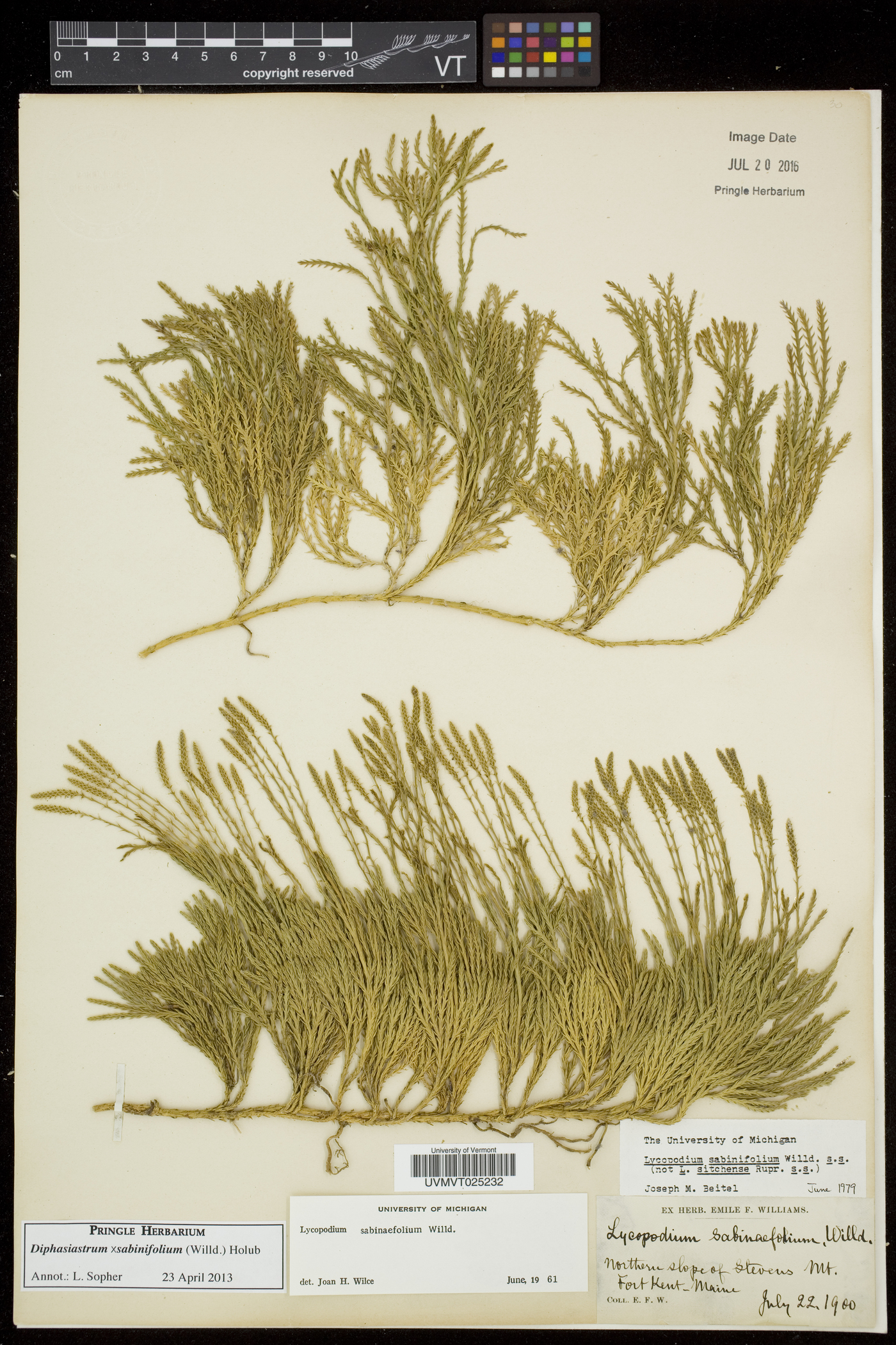 Diphasiastrum sabinifolium image