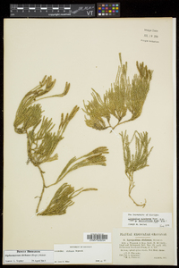 Diphasiastrum sitchense image