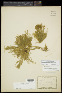 Diphasiastrum sitchense image