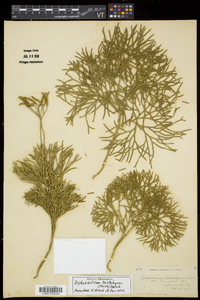 Diphasiastrum tristachyum image