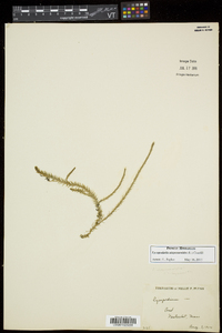 Lycopodiella alopecuroides image