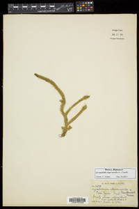 Lycopodiella alopecuroides image