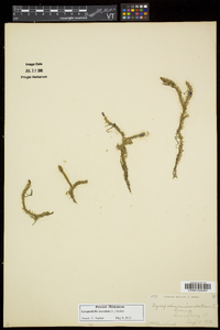 Lycopodiella inundata image