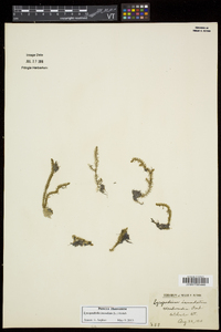 Lycopodiella inundata image