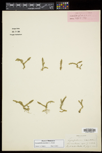 Lycopodiella inundata image