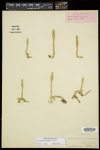 Lycopodiella inundata image